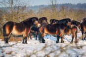 divocí koně v zimě