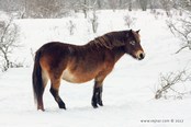 rezervace divokých koňů Milovice
