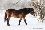 divoký kůň zima Milovice
